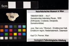 Foto (Objket + Etiketten) von Goniodromites bidentatus (Reuss, 1859) 